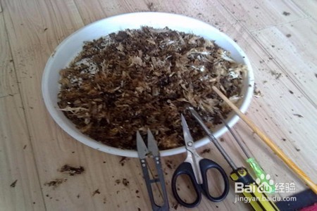 发财树烂根怎么补救