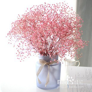 满天星干花怎么养呢？