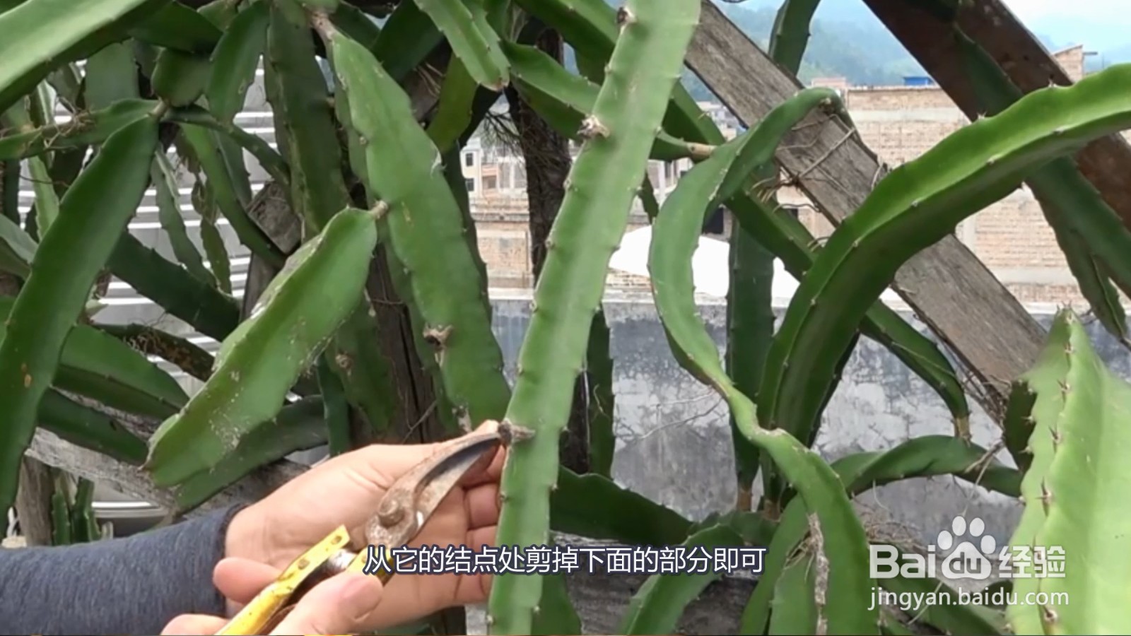果树剪枝怎么剪