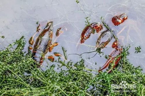 靠吃可以灭绝入侵物种小龙虾吗？