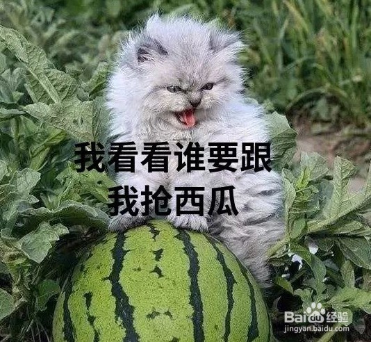 猫咪可以吃西瓜么