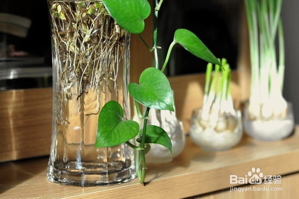 生活小常识——水培绿萝的方法