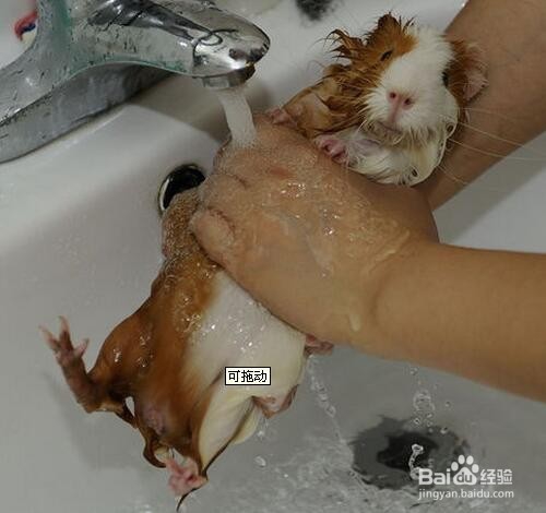 荷兰猪怎么洗澡