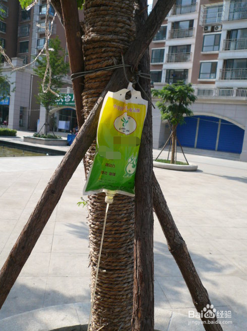 大树营养吊针如何吊