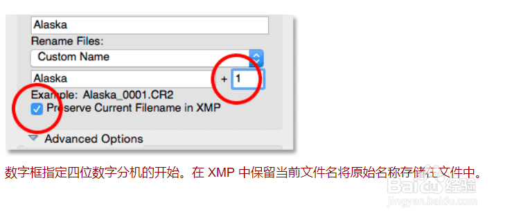 Adobe Bridge重命名文件和高级选项