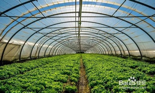 冬季蔬菜出现冻害怎么办