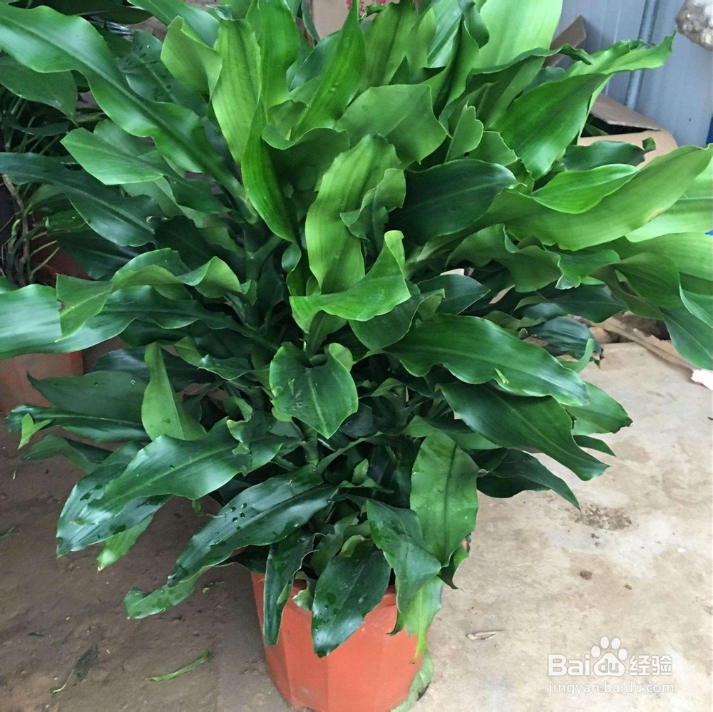 氨基酸有机肥对植物生长的益处