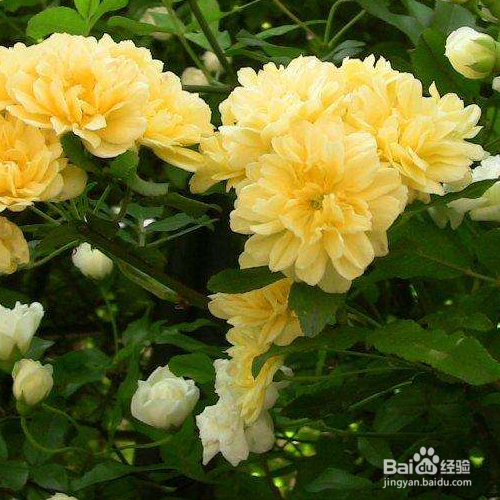 黄木香花的培育方法和注意事项