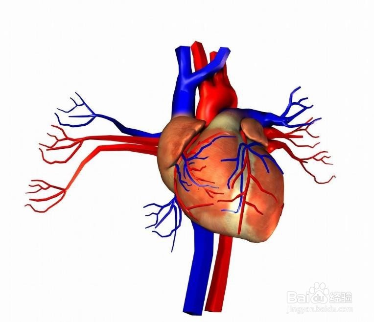 灵芝孢子粉的功效与灵芝孢子粉使用方法