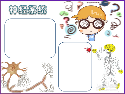 神经系统手抄报