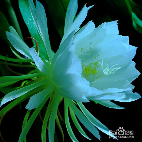 昙花叶子上面长白斑怎么回事