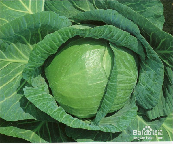 午餐吃哪些食物才算健康的饮食