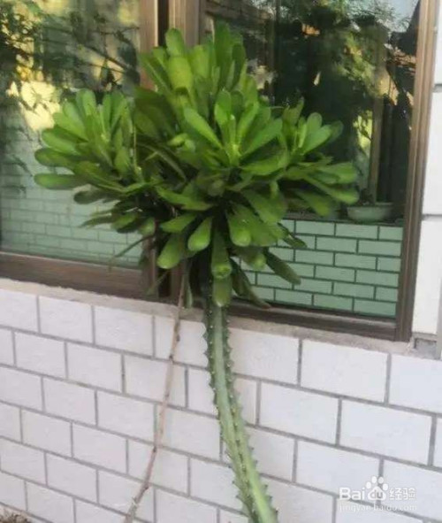 霸王鞭,威武霸气,一长就是五六米