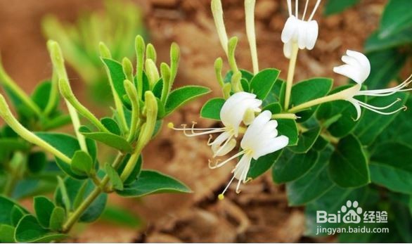 身边几种常见的适合女生补益的茶水