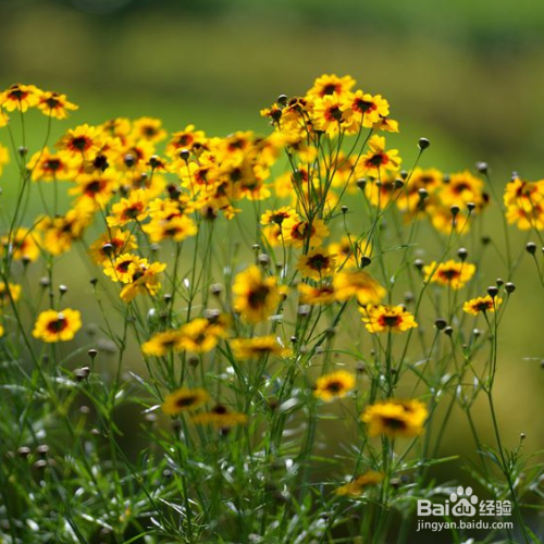 蛇目菊草本花卉怎么养殖？