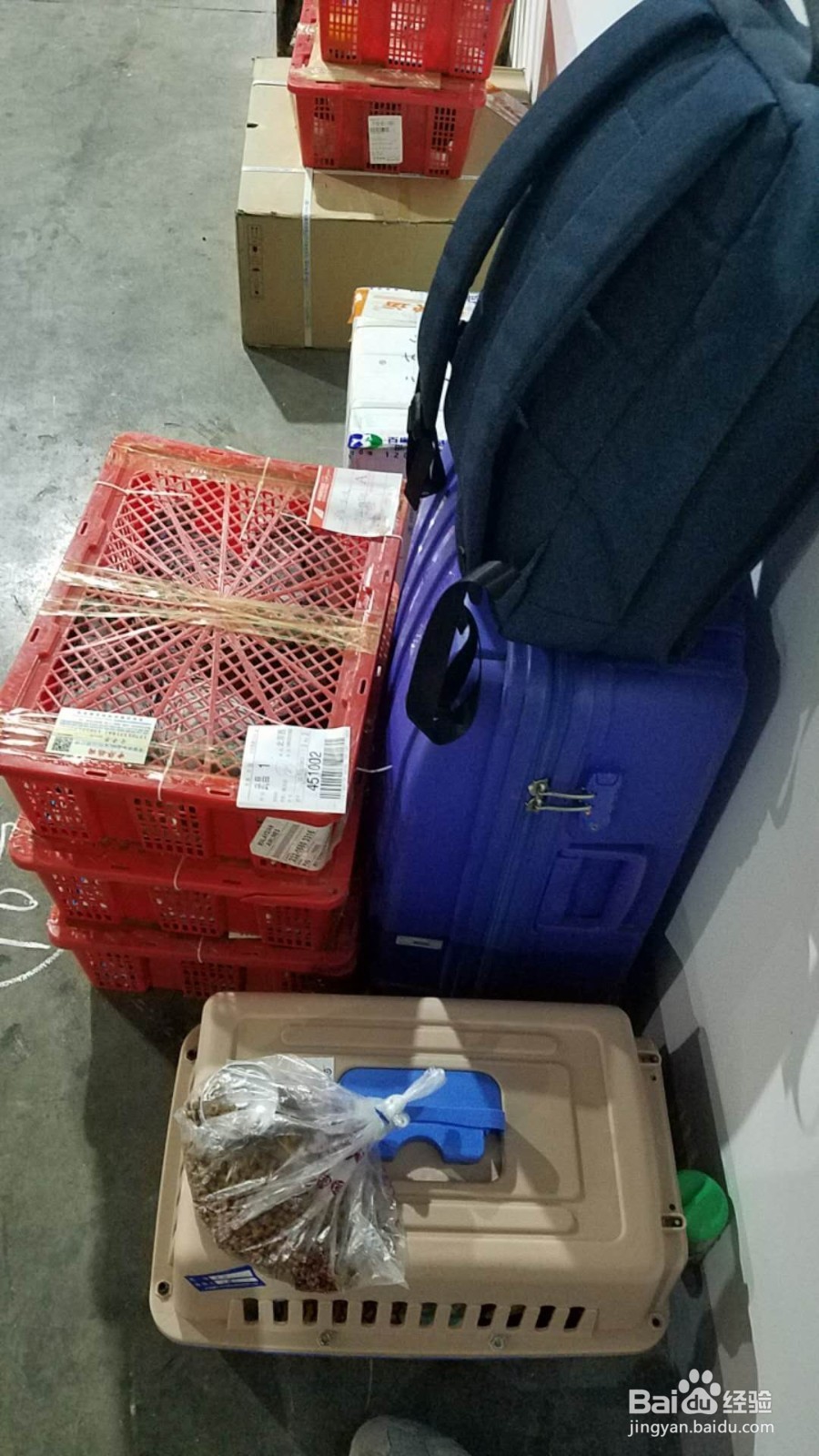 办理宠物托运的全流程及注意事项