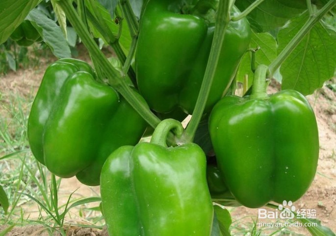 有利于心脑血管疾病的食物