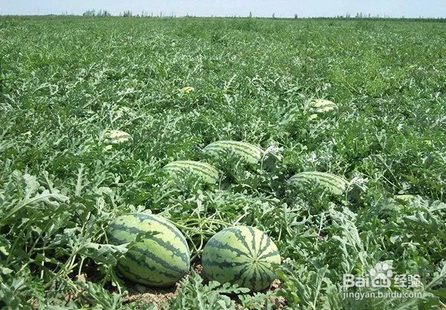 影响西瓜甜度的因素和西瓜增甜膨果的方法