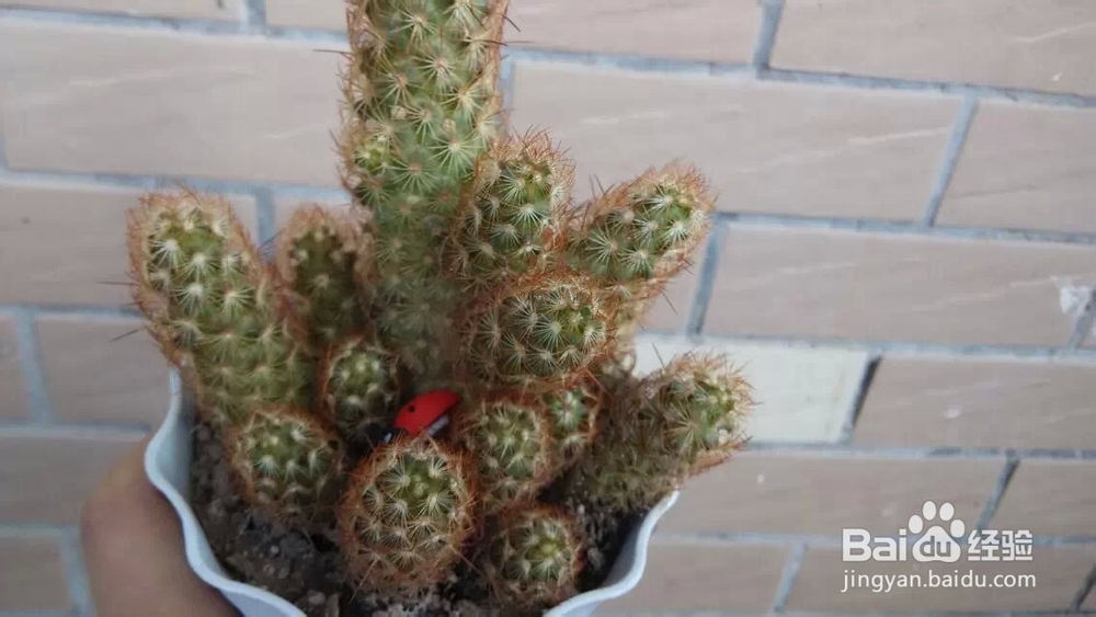 植物金手指冬天怎么养