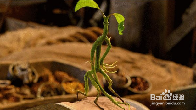 哈利波特魔法觉醒护树罗锅怎么获得