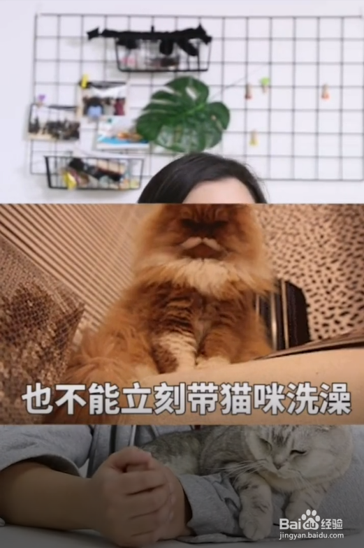 猫咪在什么情况下不能洗澡?