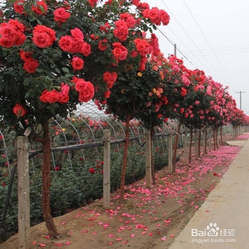 有哪些花樹可以在庭院種植