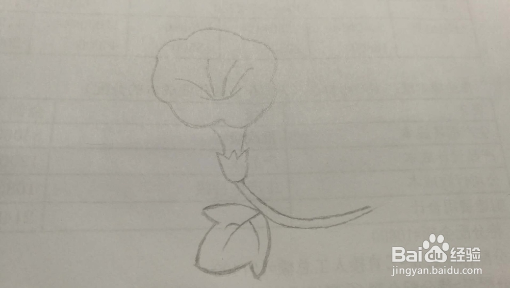 牵牛花——简笔画