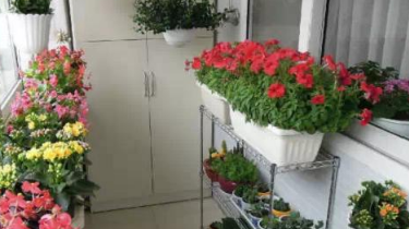 家庭养花肥料如何选择