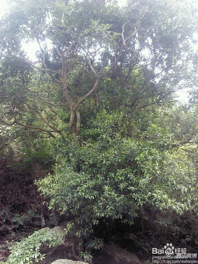 深圳海边杨梅坑山海天然潭农家乐游玩攻略分享