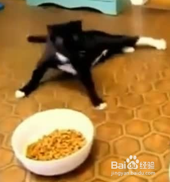 猫咪不吃饭的原因分析