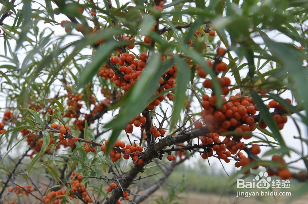 沙棘怎么吃?沙棘有哪些功效与作用?