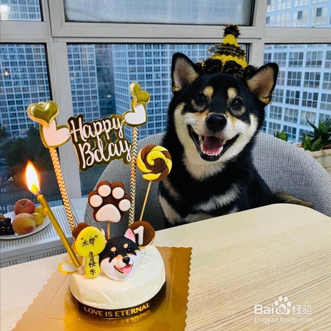 柴犬幼犬的选择方法