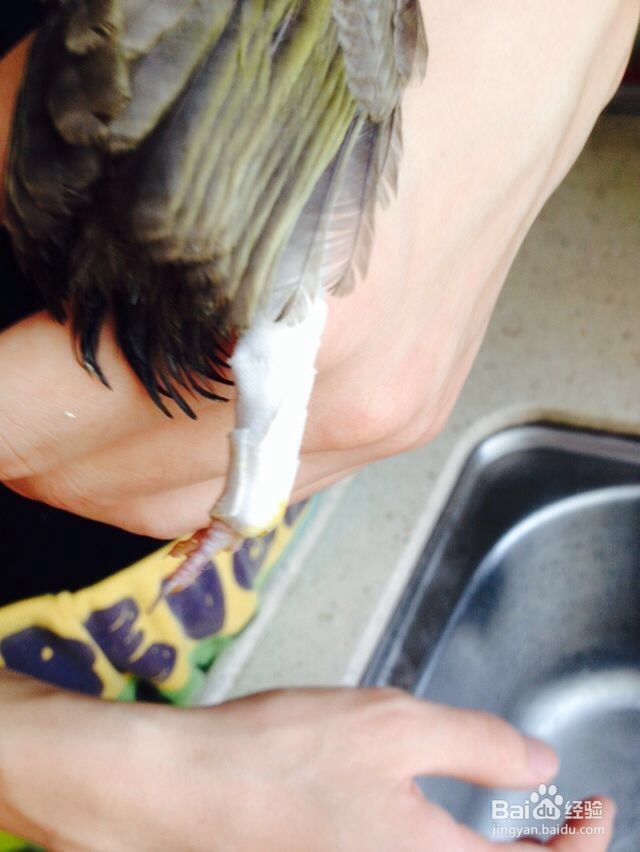 家中自救断腿小鸟的方法-仅供参考