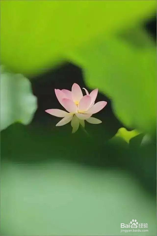 教你如何学习对焦,让你图片不在毁掉