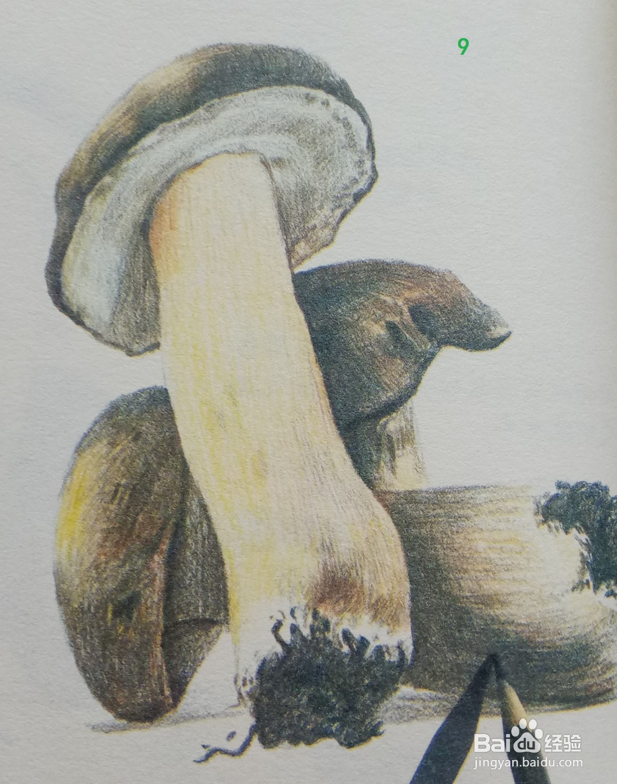 色铅笔绘制蘑菇