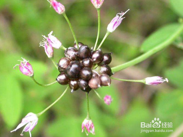 薤白对人有哪些好处？