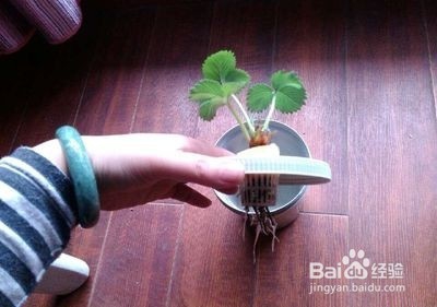 水培草莓技术教程