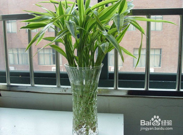 水培富贵竹叶子发黄怎么办