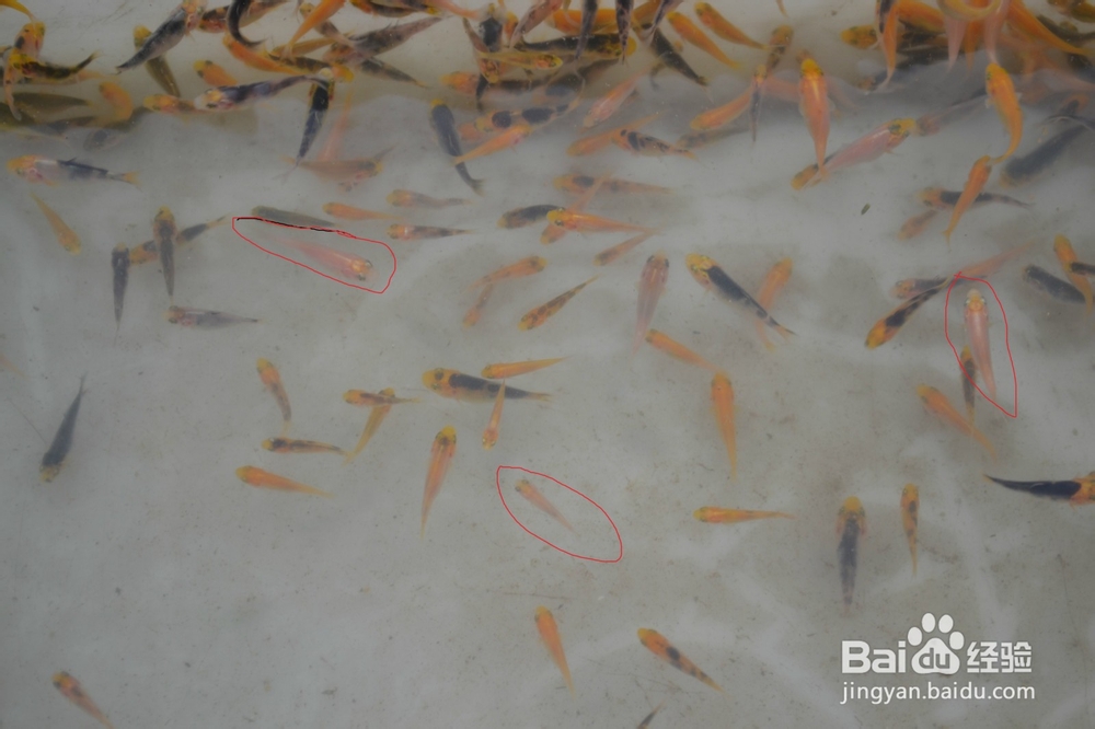 介绍锦鲤小常识