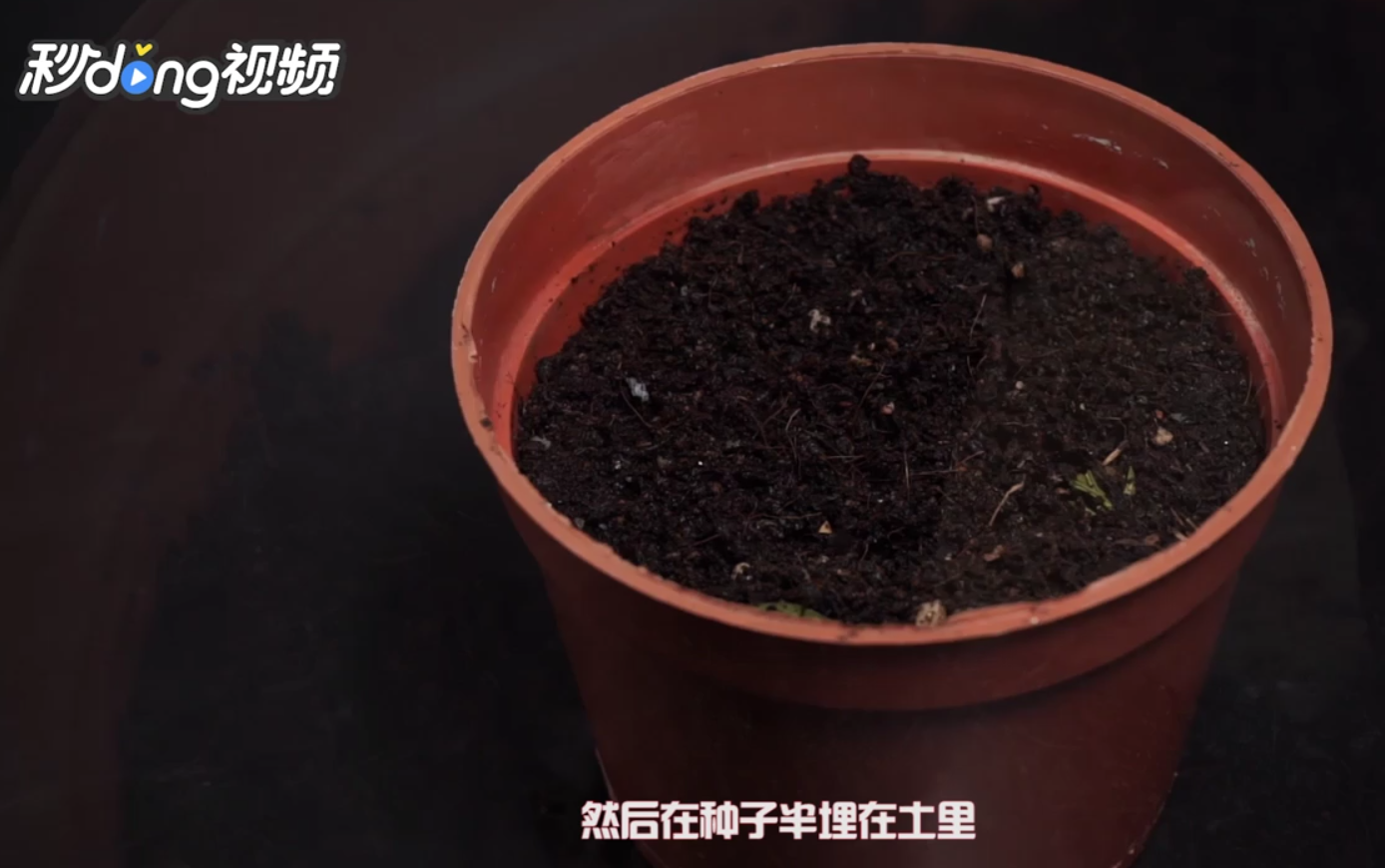 如何栽种芒果种子小盆栽