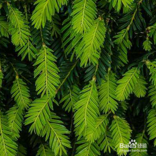 紫杉的培育方法和注意事项