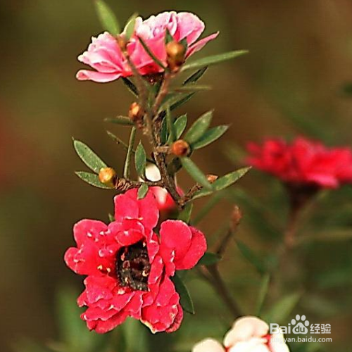 怎样解决松红梅开花分散的问题?