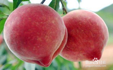 如何挑选优质桃