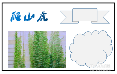 爬山虎手抄报