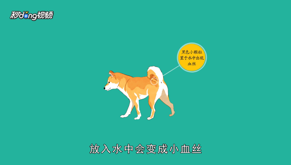 怎么辨认狗狗要驱虫了