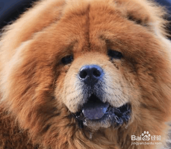 选购松狮犬的8个要点