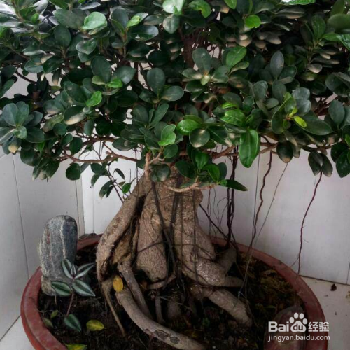 盆栽人参种植方法