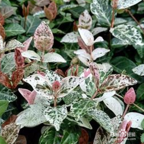 络石扦插生根最快方法