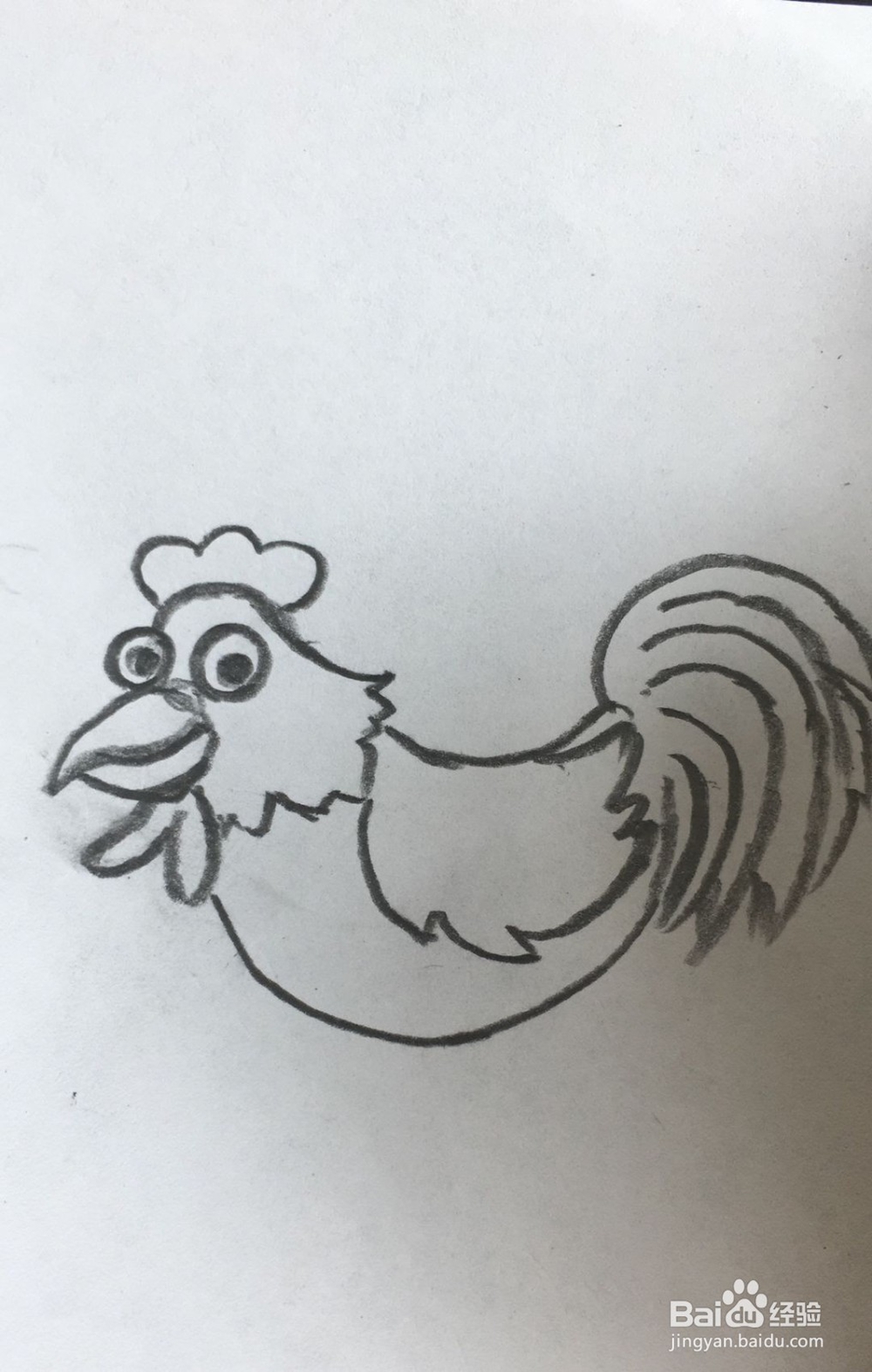 怎样画好一只公鸡
