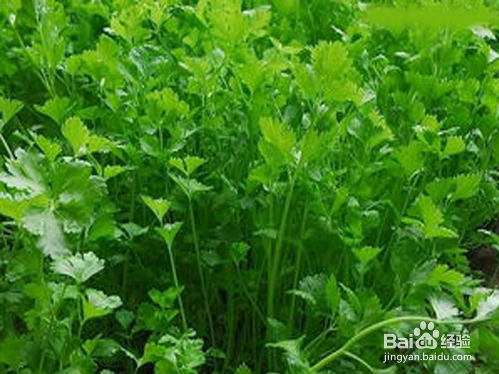 以下几种食物难吃却很养人